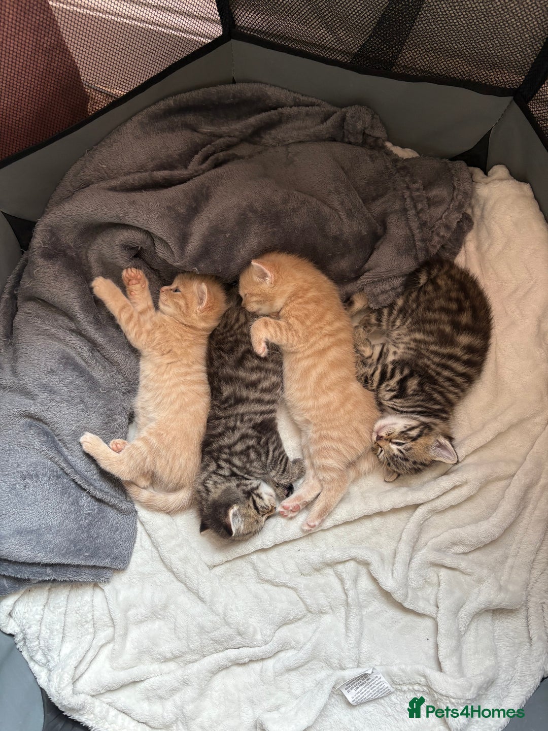British Shorthair cats for sale: Male Kittens  - Image 5