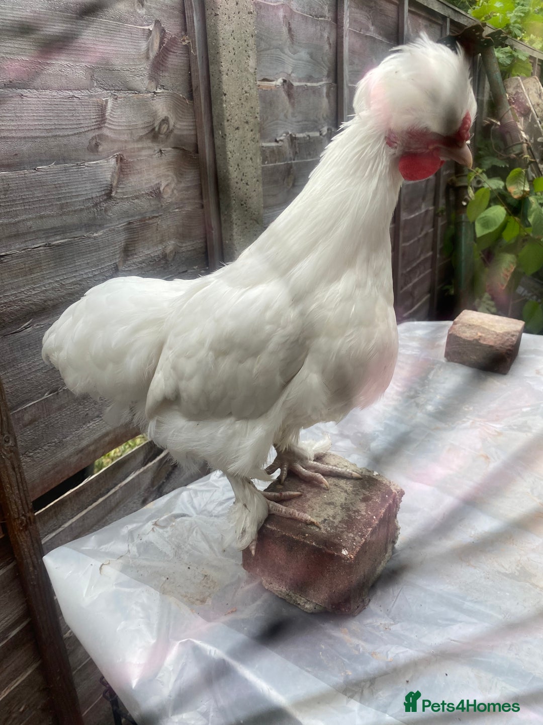 Chickens poultry for sale: Various growers and roos inc sultan, silkie cross  - Image 5