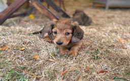 Dachshund dogs for sale: 2 American Red Long Haired Dachshund Puppies - Image 24