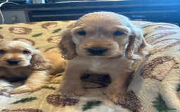 Cocker Spaniel dogs for sale: Outstanding Show cocker spaniels  - Image 10