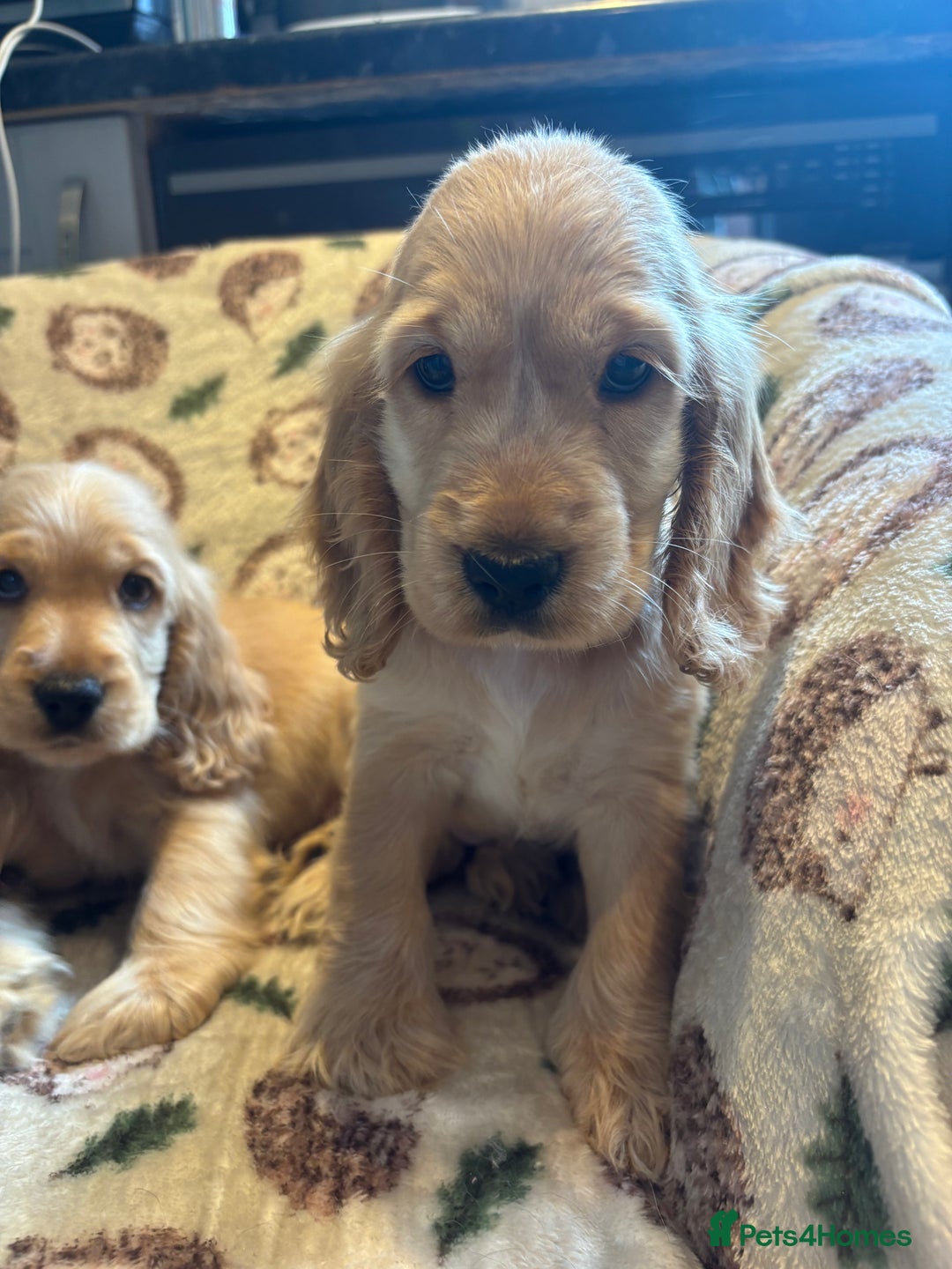 Cocker Spaniel dogs for sale: Outstanding Show cocker spaniels  - Image 10