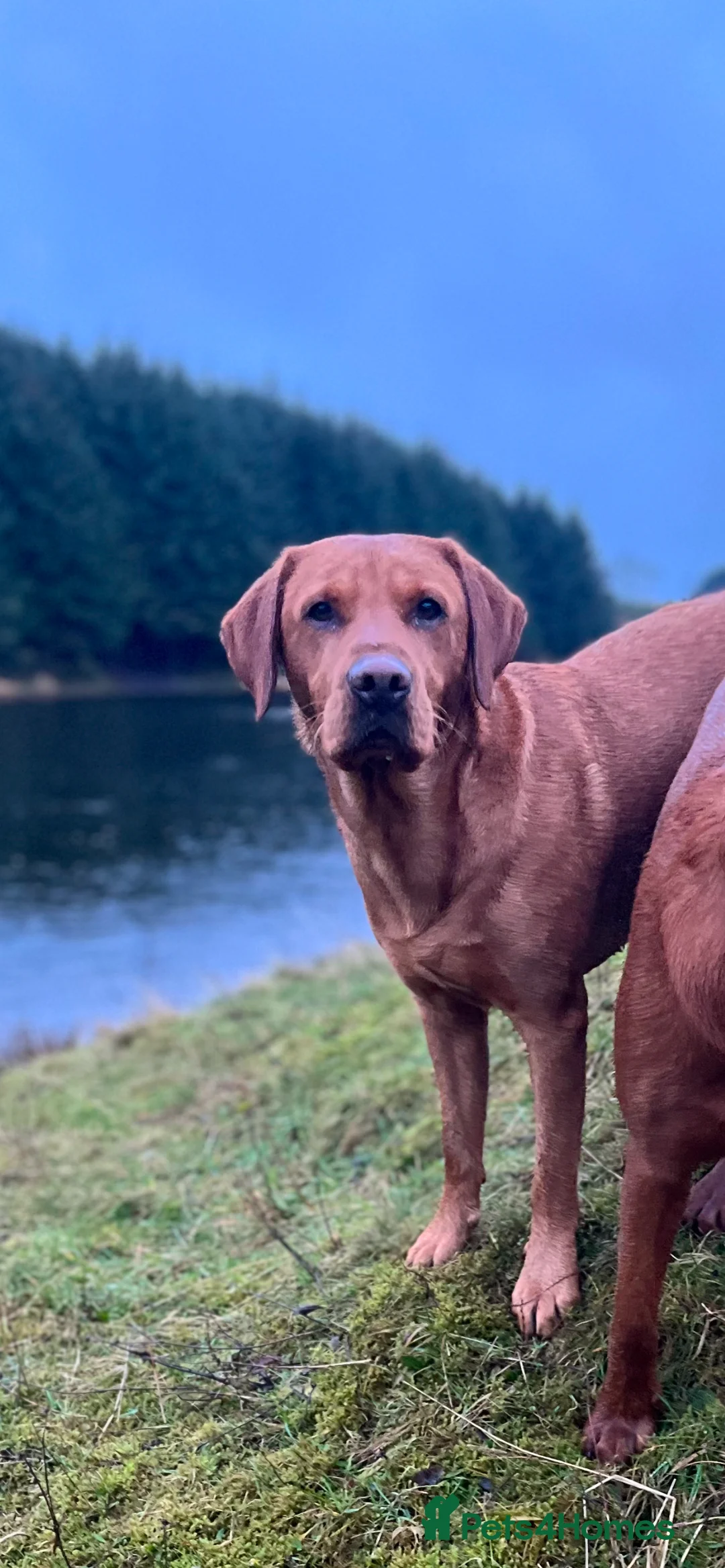 Labrador Retriever dogs for stud: Echo Fox Red Lab - Proven Stud in Glasgow - Advert 5