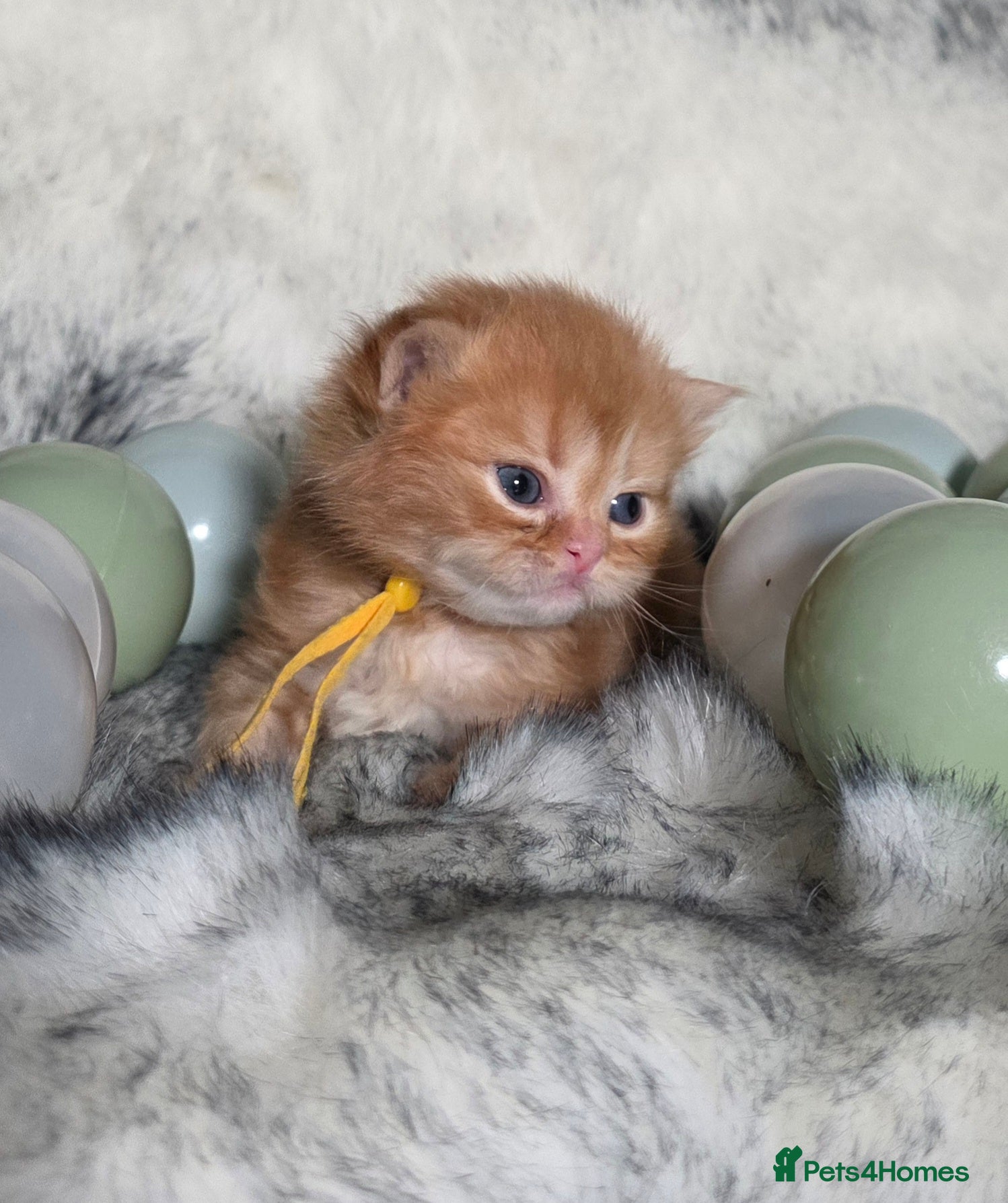 British Longhair cats Golden British Longhaired kittens  - Advert 15