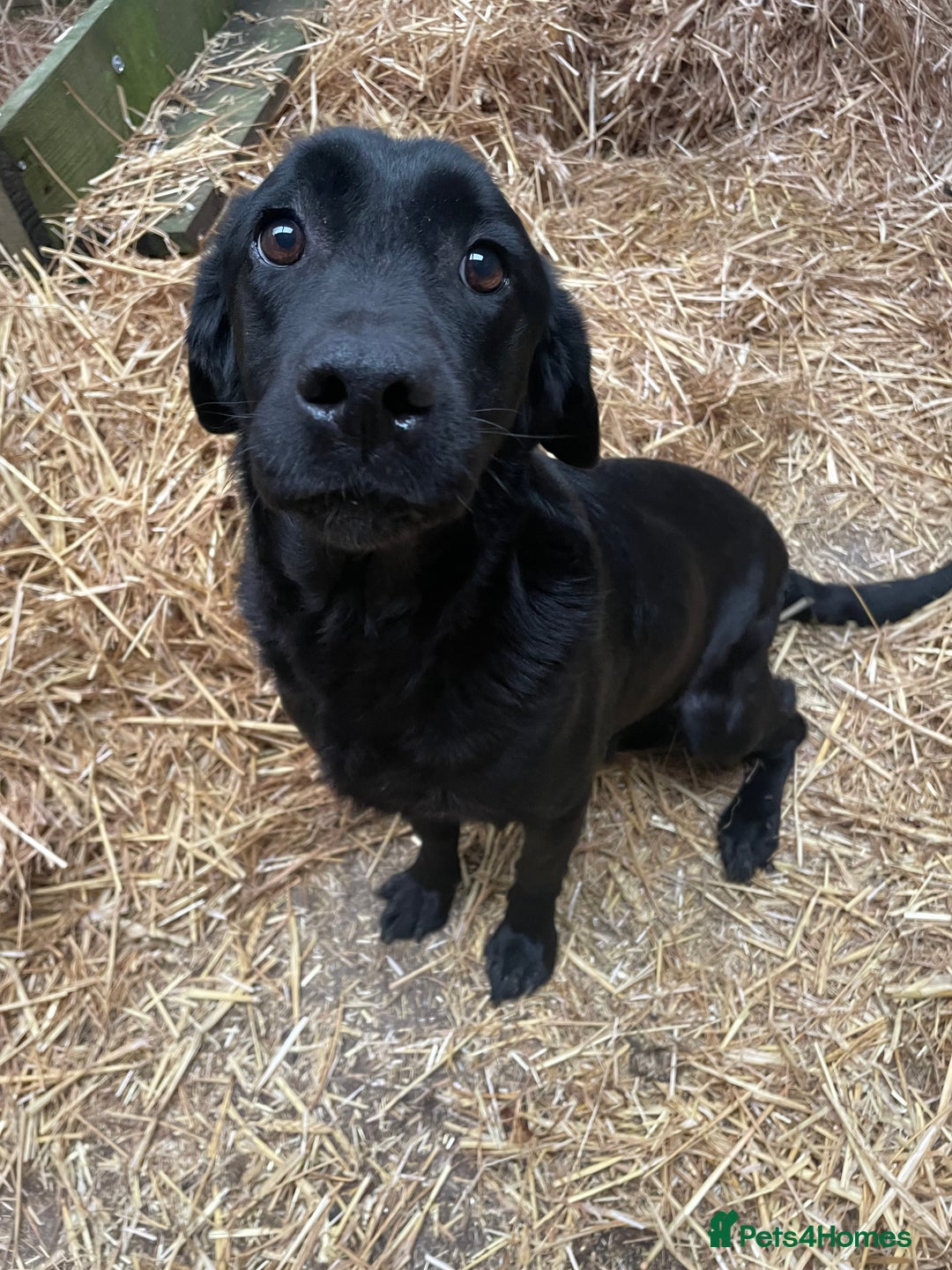 Labrador Retriever dogs for sale: Black Labrador pups for sale - Advert 5