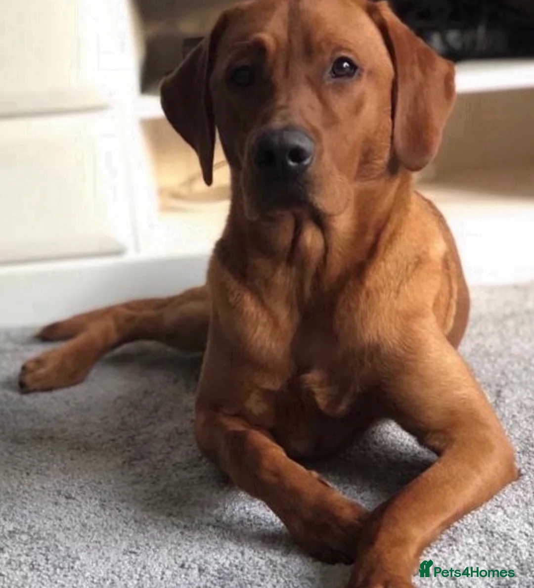 Labrador Retriever dogs for sale: KC Reg Dark Fox Red Labrador Puppies Health Tested - Advert 10