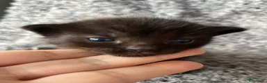 Khao Manee Kitten 3