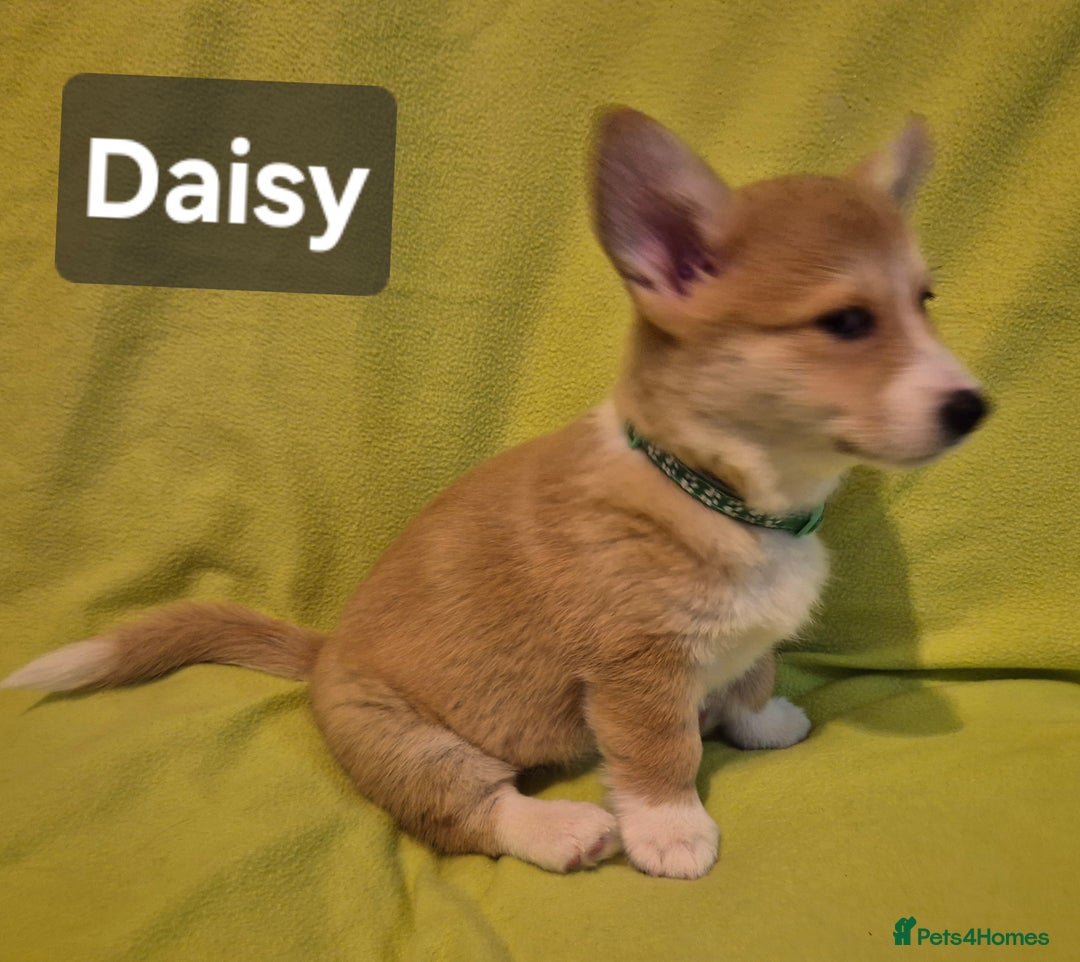 Welsh Corgi Pembroke dogs for sale: 8  Wales Pembroke Corgi puppy's - Advert 5