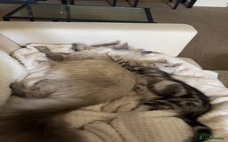 Siberian cats for sale: 2 cats for sale (father and son) - Image 4