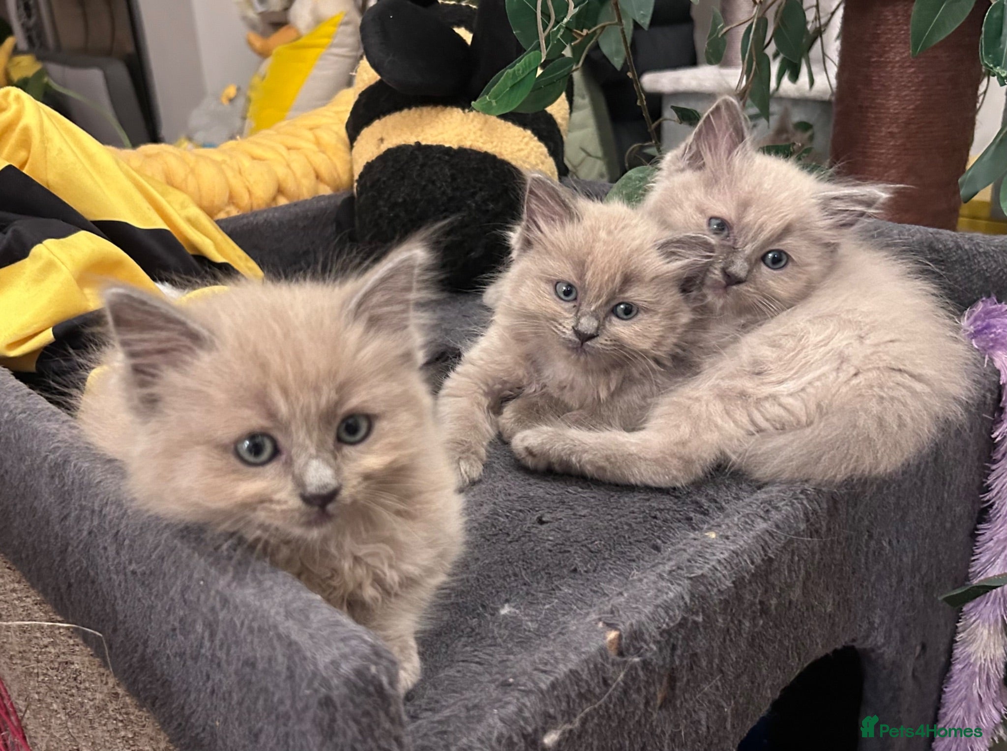 Ragdoll cats 😻 STUNNING MINK RAGDOLL KITTENS 😻 - Advert 1
