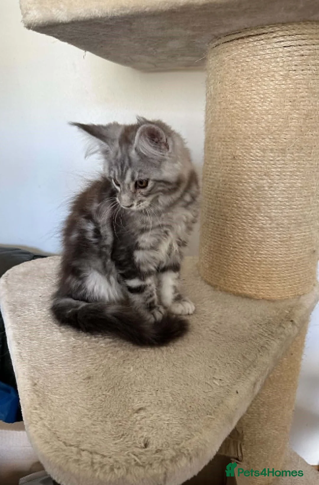 Maine Coon cats for sale: MAINE COON KITTENS - Advert 6