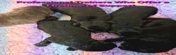Cockerdor dogs for sale: Beautiful Cockerdor Puppies  - Advert 3