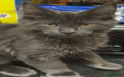 Maine Coon cats for sale:  2 beautiful maine coon kittens left - Image 3