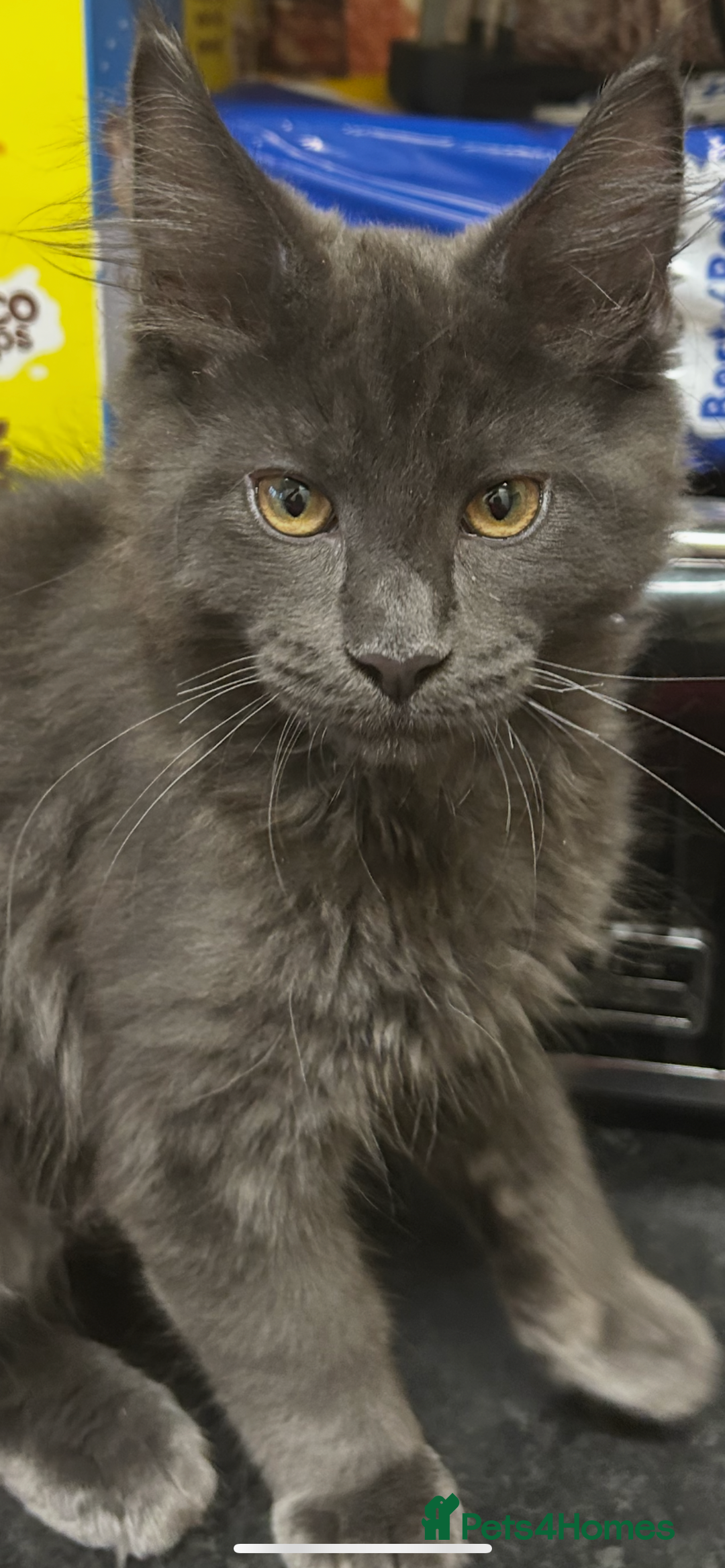 Maine Coon cats for sale:  2 beautiful maine coon kittens left - Image 3