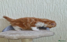 Mixed Breed cats for sale: Adorable kittens  - Image 6