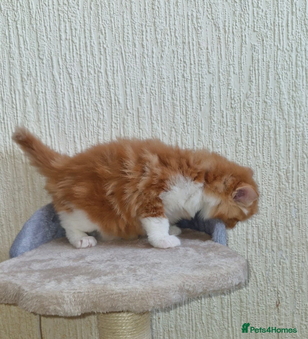 Mixed Breed cats for sale: Adorable kittens  - Image 6