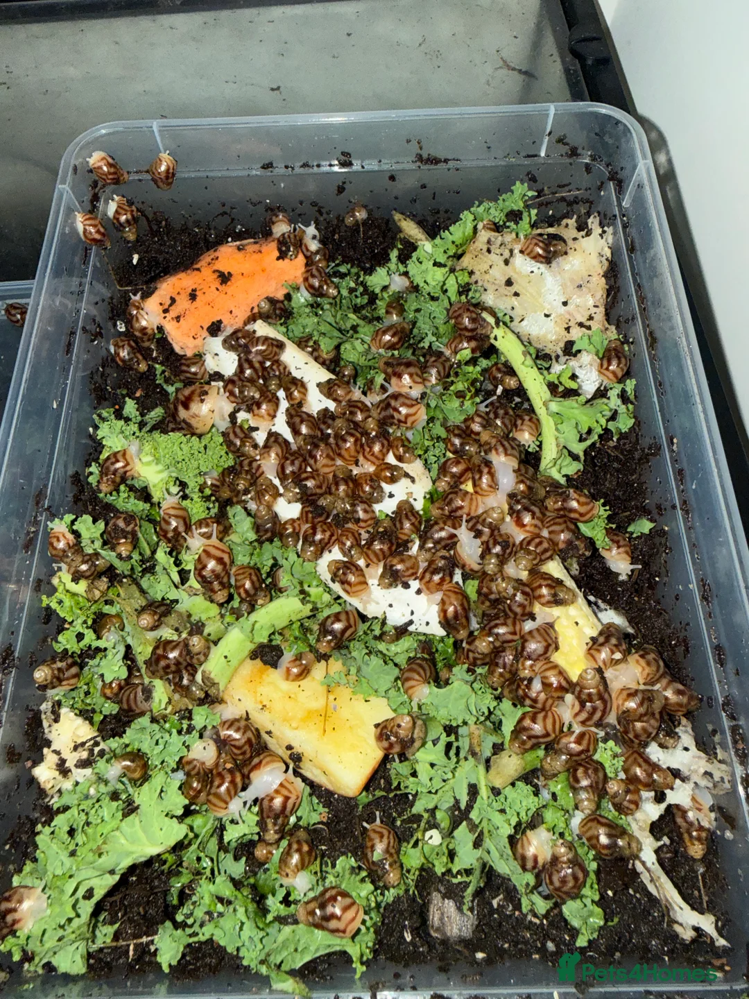 Snails invertebrates for sale: African land snails  - Advert 1