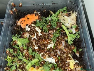 Snails invertebrates African land snails - Advert 1