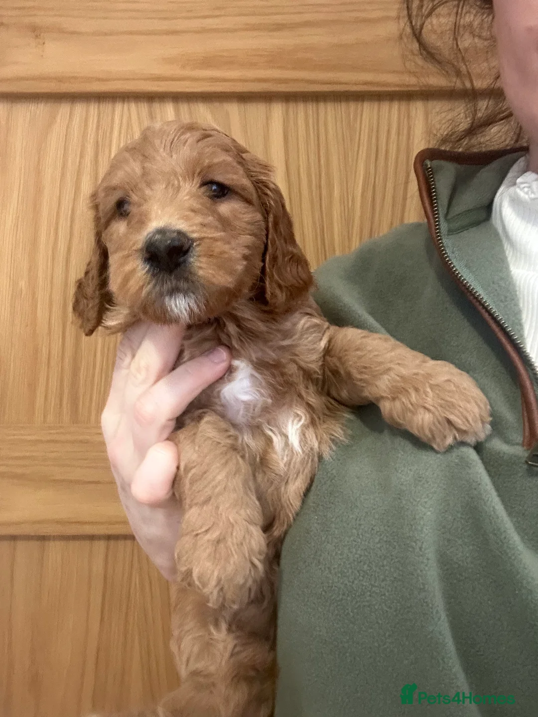 Australian Labradoodle dogs for sale: Beautiful, spoilt Austrian labradoodle puppies  - Advert 18