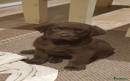 Labrador Retriever dogs for stud: Stud Labrador - Advert 3