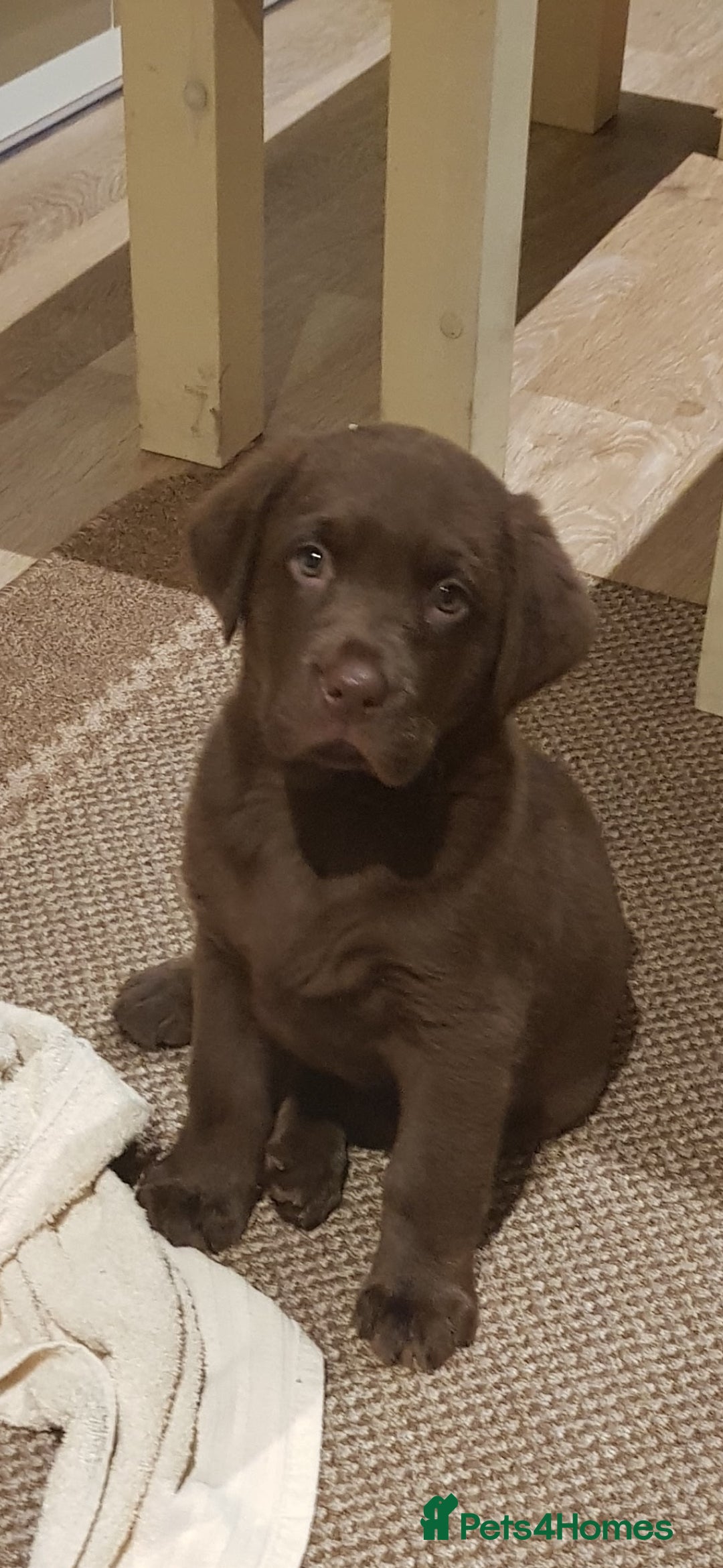 Labrador Retriever dogs for stud: Stud Labrador - Advert 3