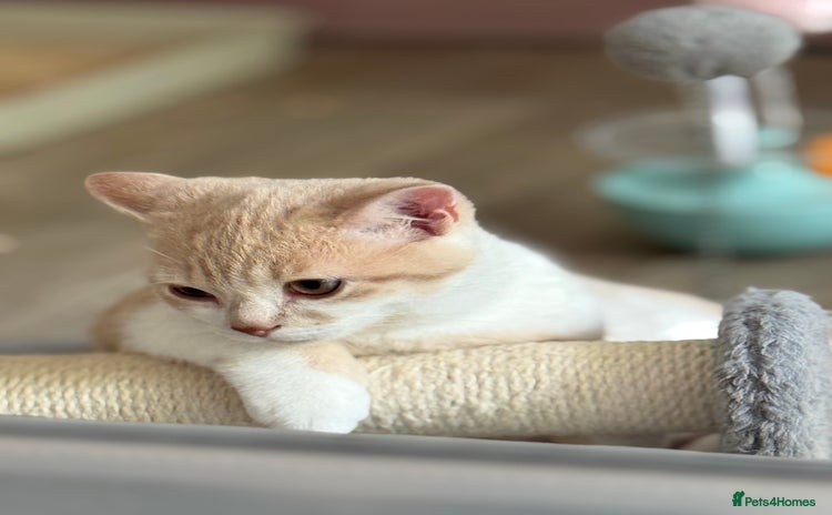 British Shorthair cats - Advert 4