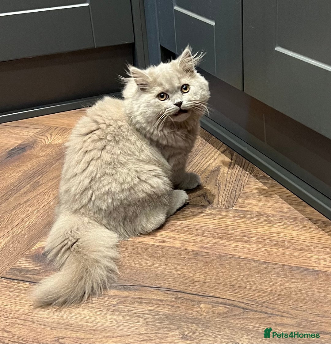 Scottish Fold cats for sale: Bear - 7 Months old Scottish straight  - Image 5