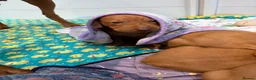 Hungarian Vizsla dogs for sale: Collect in two weeks!🐾KC smooth Hungarian Vizslas - Advert 36