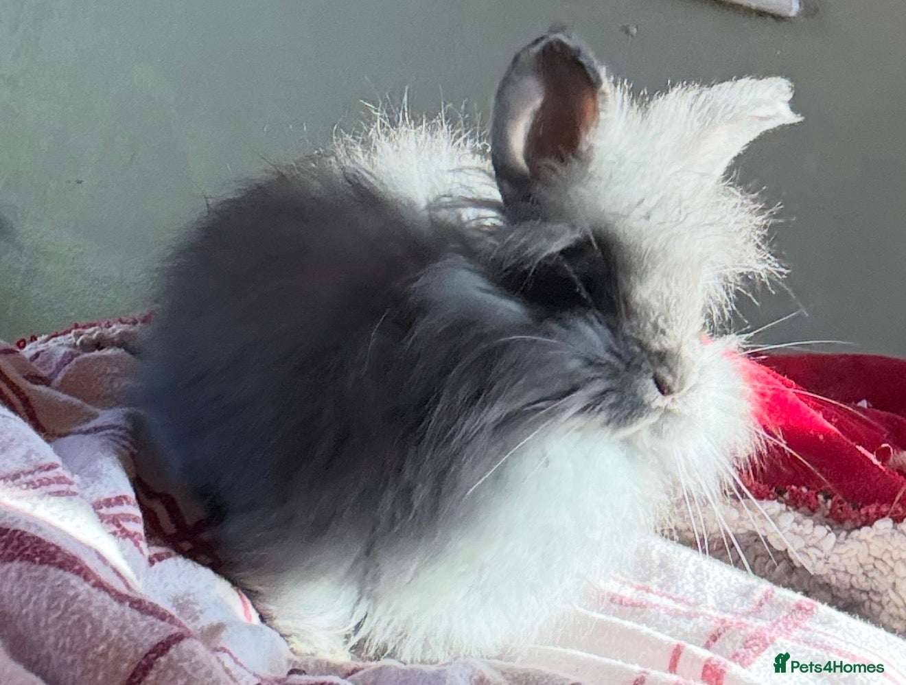 Angora rabbits Angora boys - Advert 1