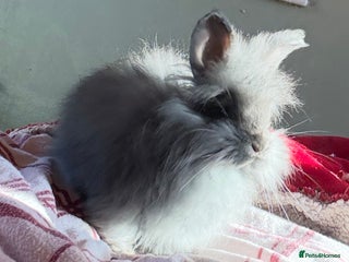 Angora rabbits Angora boys - Advert 1