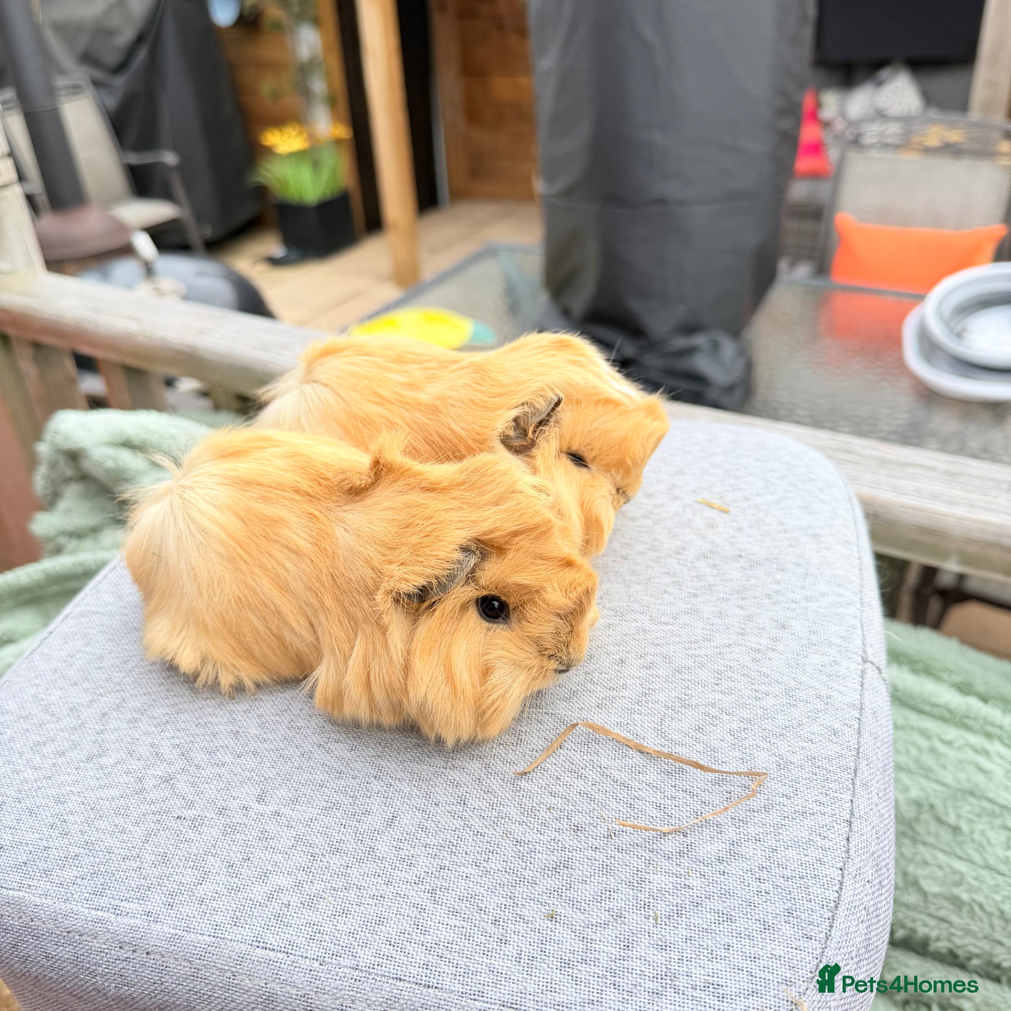 Guinea Pig rodents Swiss & Peruvians baby’s available  - Advert 1