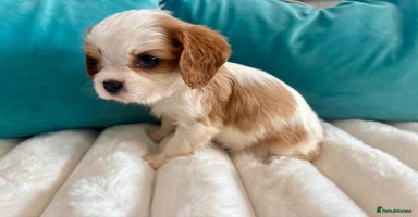 Cavalier King Charles Spaniel dogs - Advert 11