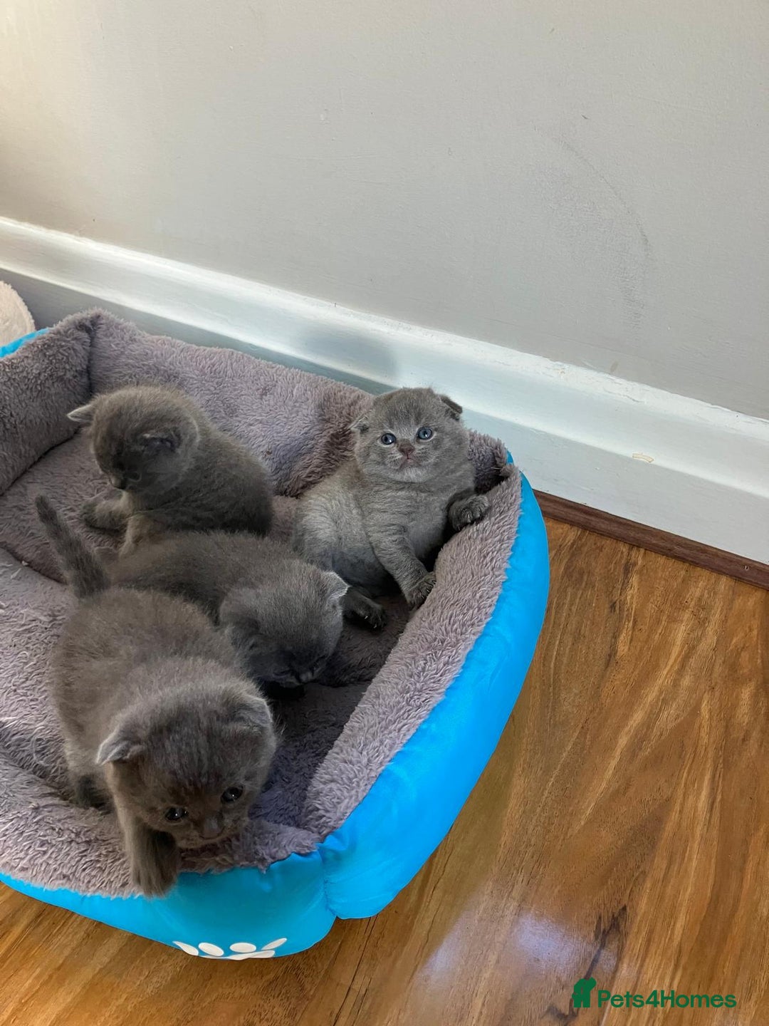Scottish Fold cats for sale: Waiting for a Warm Heart:Scottish Fold for Sale - Image 4