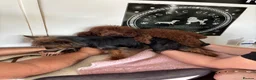 Yorkiepoo dogs for sale: Asian toy poodle puppy’s  in Sittingbourne - Advert 3