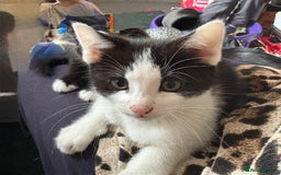 Mixed Breed cats for sale: Kittens  - Image 3