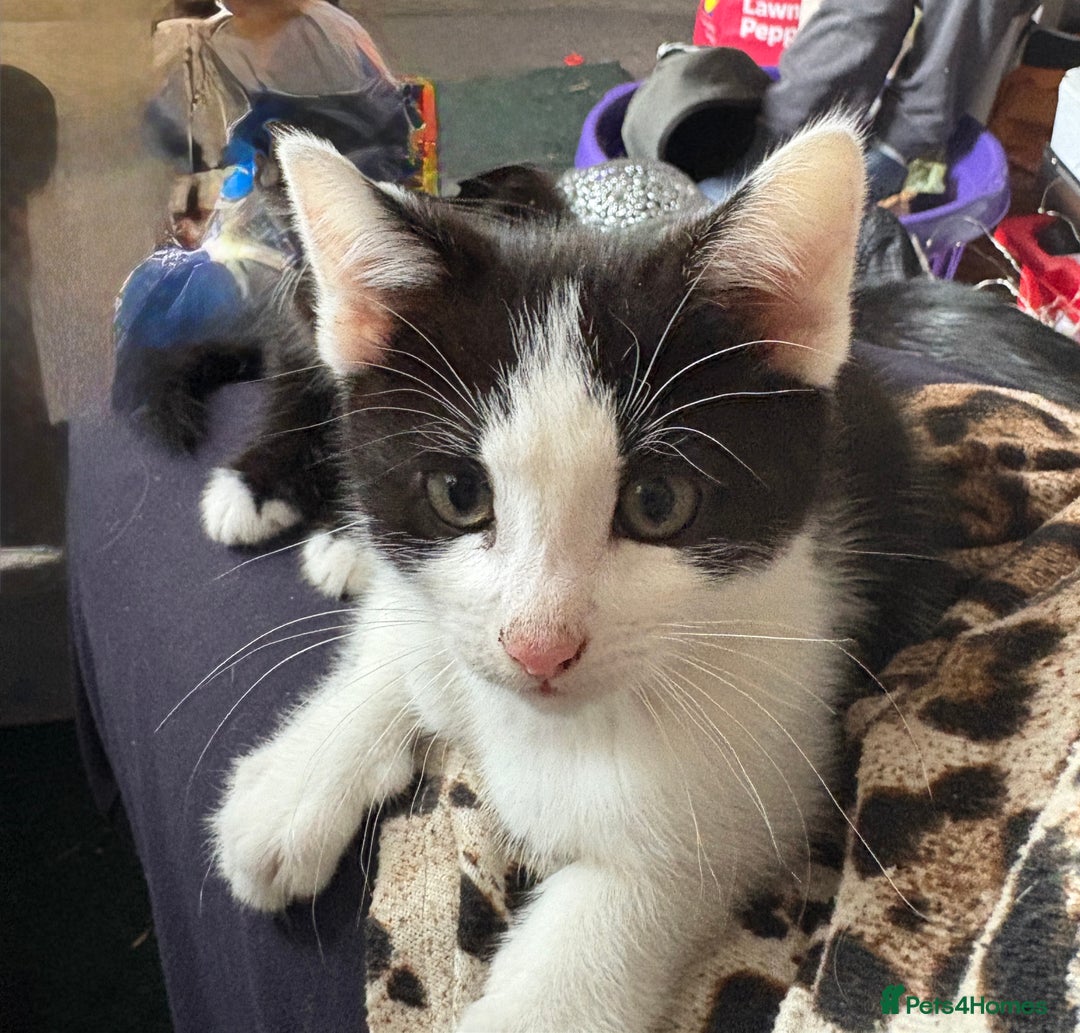 Mixed Breed cats for sale: Kittens  - Image 3