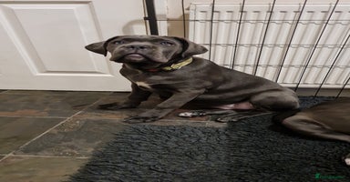 Cane Corso dogs Cane Corso pups for sale  - Advert 10