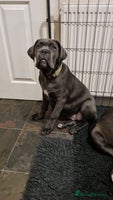 Cane Corso dogs Cane Corso pups for sale - Advert 3