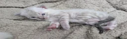 Bengal cats for sale: TICA registered pure bred Bengal kittens  - Advert 22