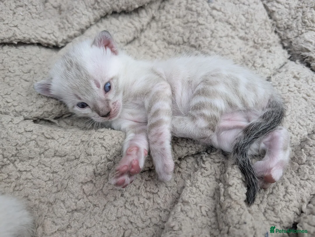 Bengal cats for sale: TICA registered pure bred Bengal kittens  - Advert 22