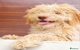 Lagotto Romagnolo dogs for sale: ❗️Ready to go❗️Lagotto - The best breed ever in London - Image 7