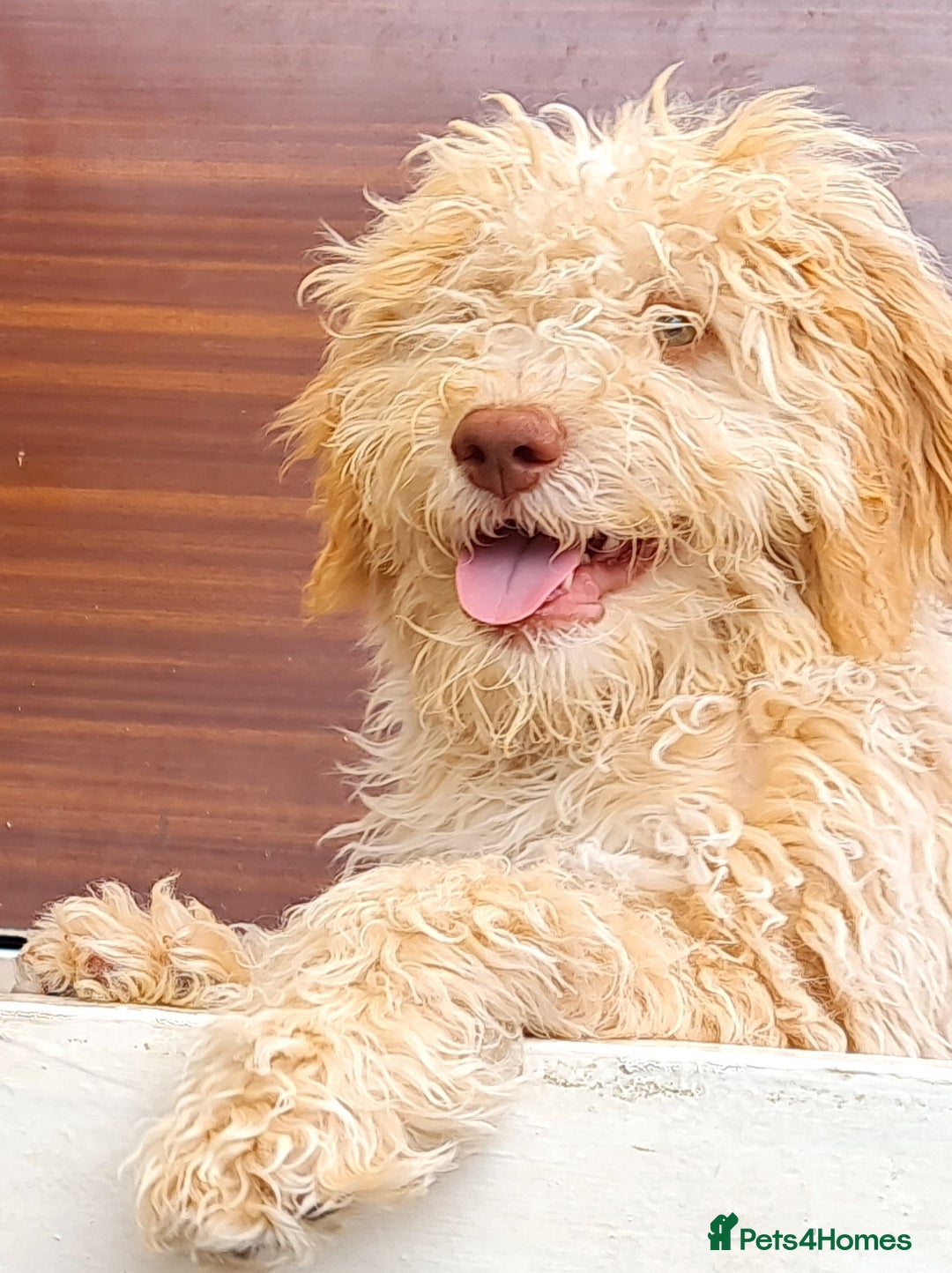 Lagotto Romagnolo dogs for sale: ❗️Ready to go❗️Lagotto - The best breed ever in London - Image 7