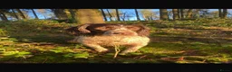 English Springer Spaniel dogs for stud:  FOR STUD - Advert 1