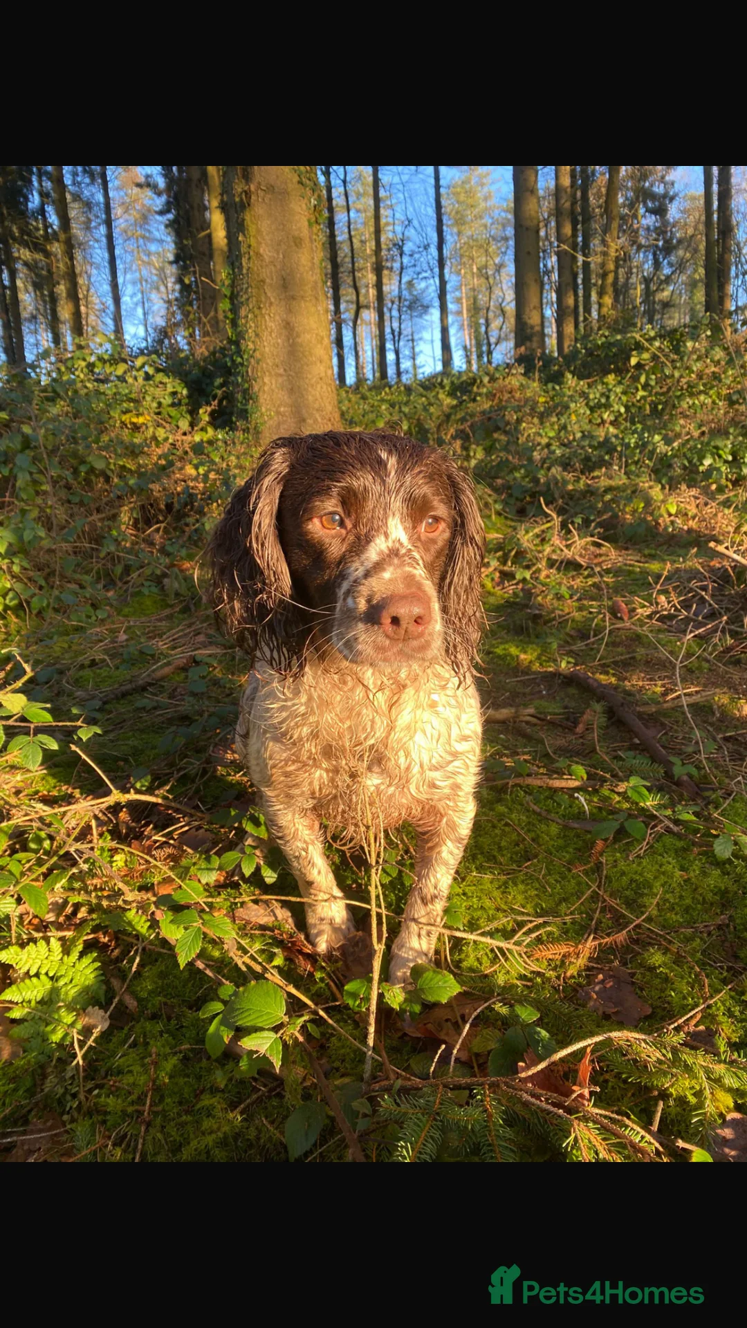 English Springer Spaniel dogs for stud:  FOR STUD - Advert 1