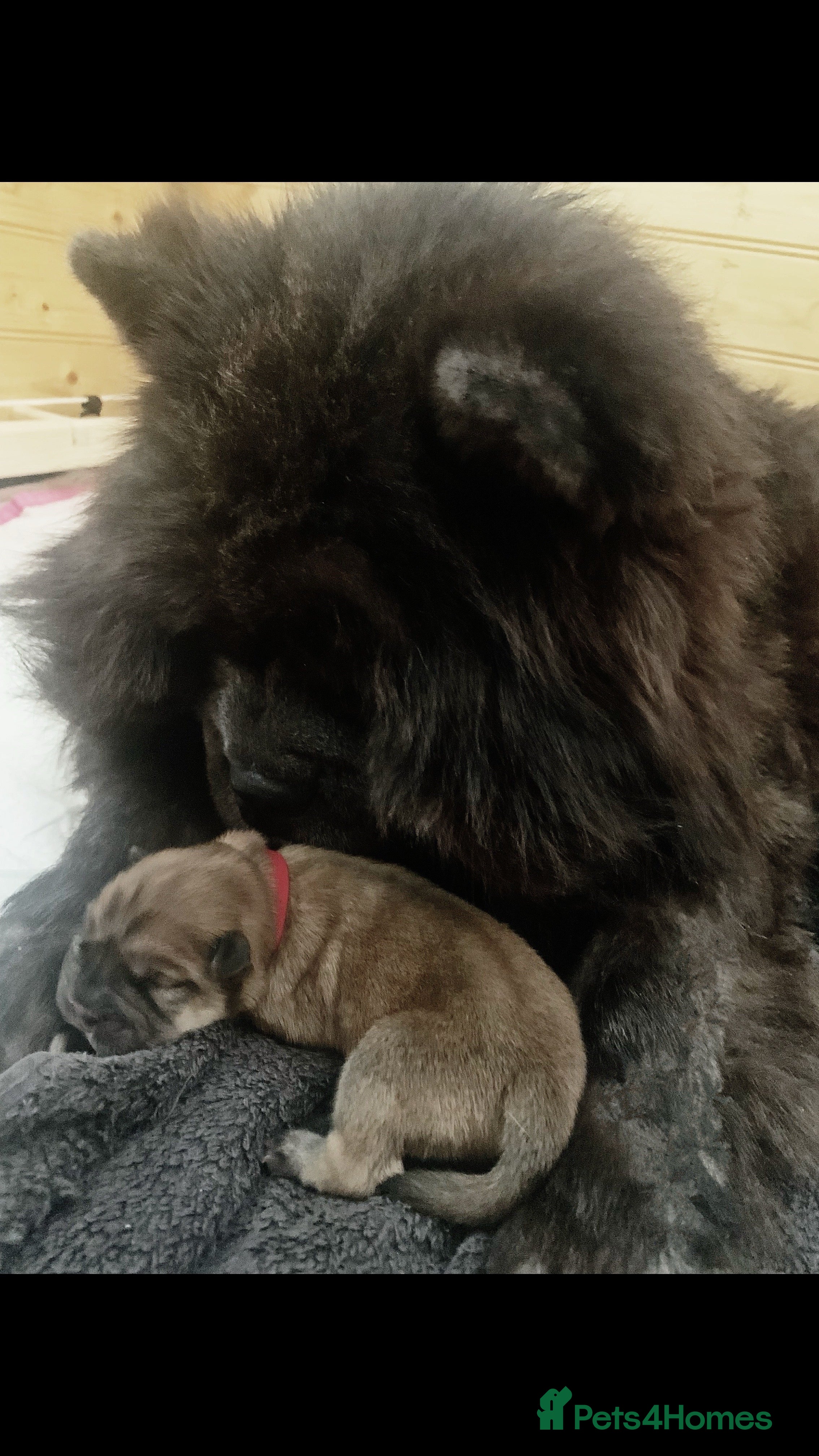 Chow Chow dogs Chow chow puppies ready to go 20th jan - Advert 1