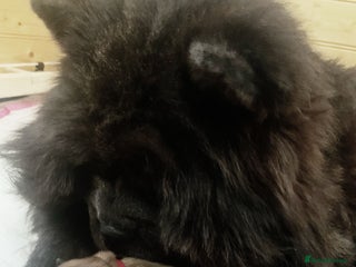 Chow Chow dogs Chow chow puppies ready to go 20th jan - Advert 1