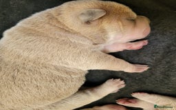 Shar Pei dogs for sale: Shar Pei Puppies - Image 4