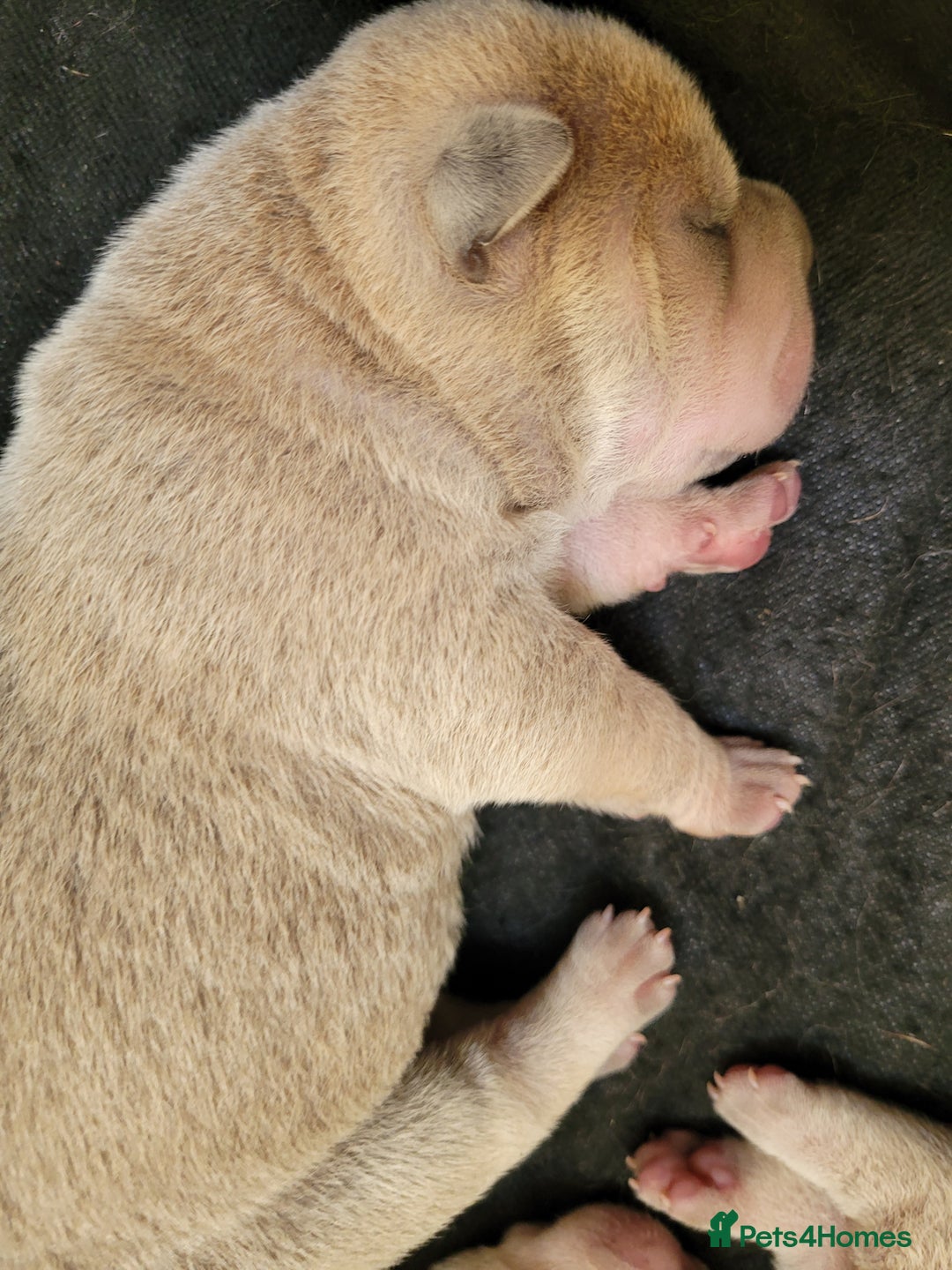 Shar Pei dogs for sale: Shar Pei Puppies - Image 4
