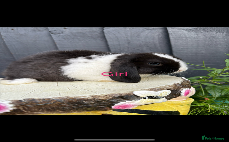 Mini Lop rabbits - Advert 15