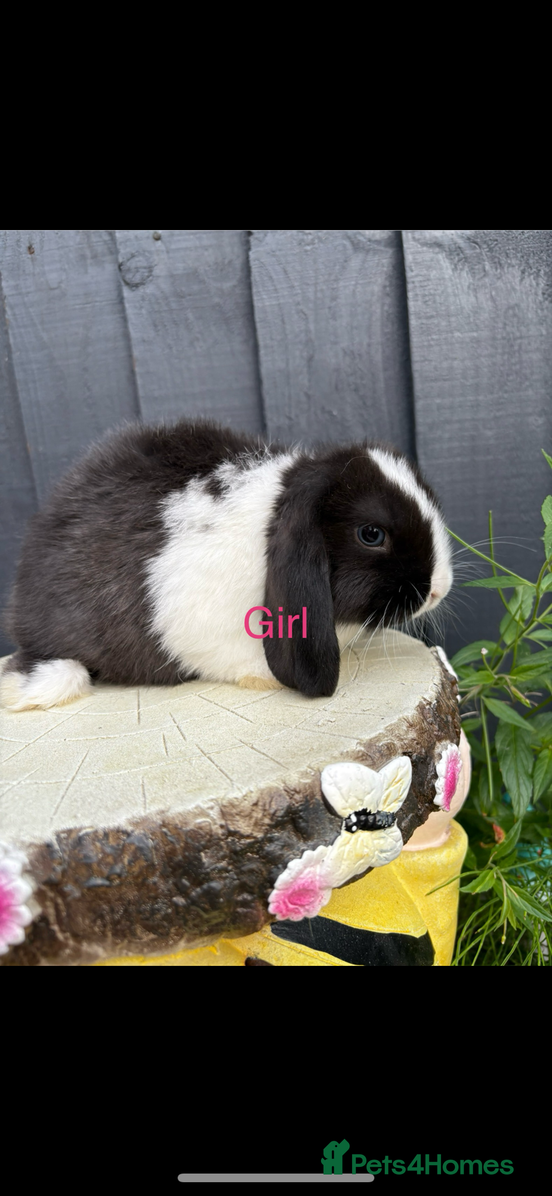 Mini Lop rabbits for sale: Mini lop baby bunny rabbits  - Image 1