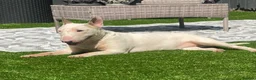 English Bull Terrier dogs for sale: 🐾✨ STUNNING ENGLISH BULL TERRIER PUPPIES ✨🐾 - Advert 21